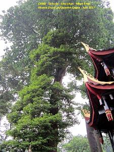 Emeishan 012